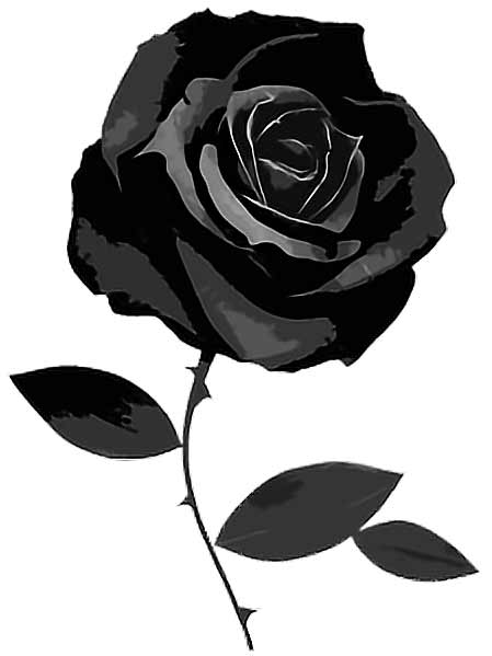 black rose